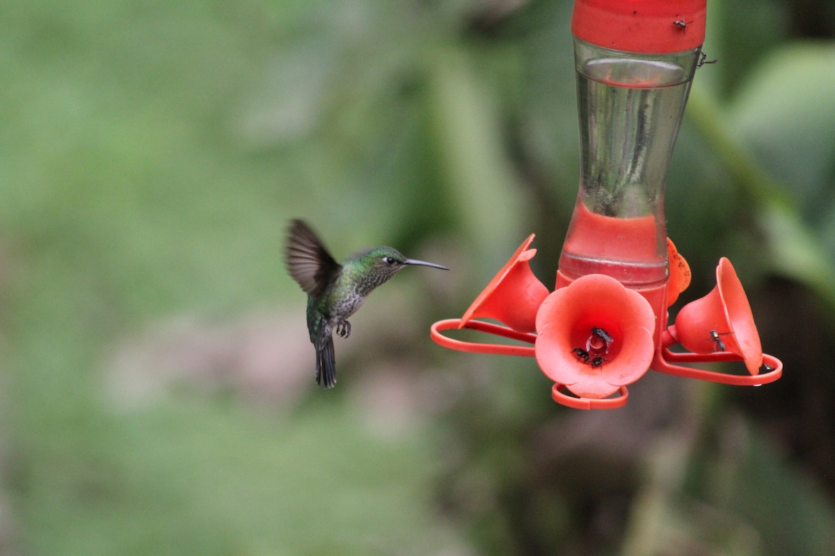 Many-spotted Hummingbird - ML625344718