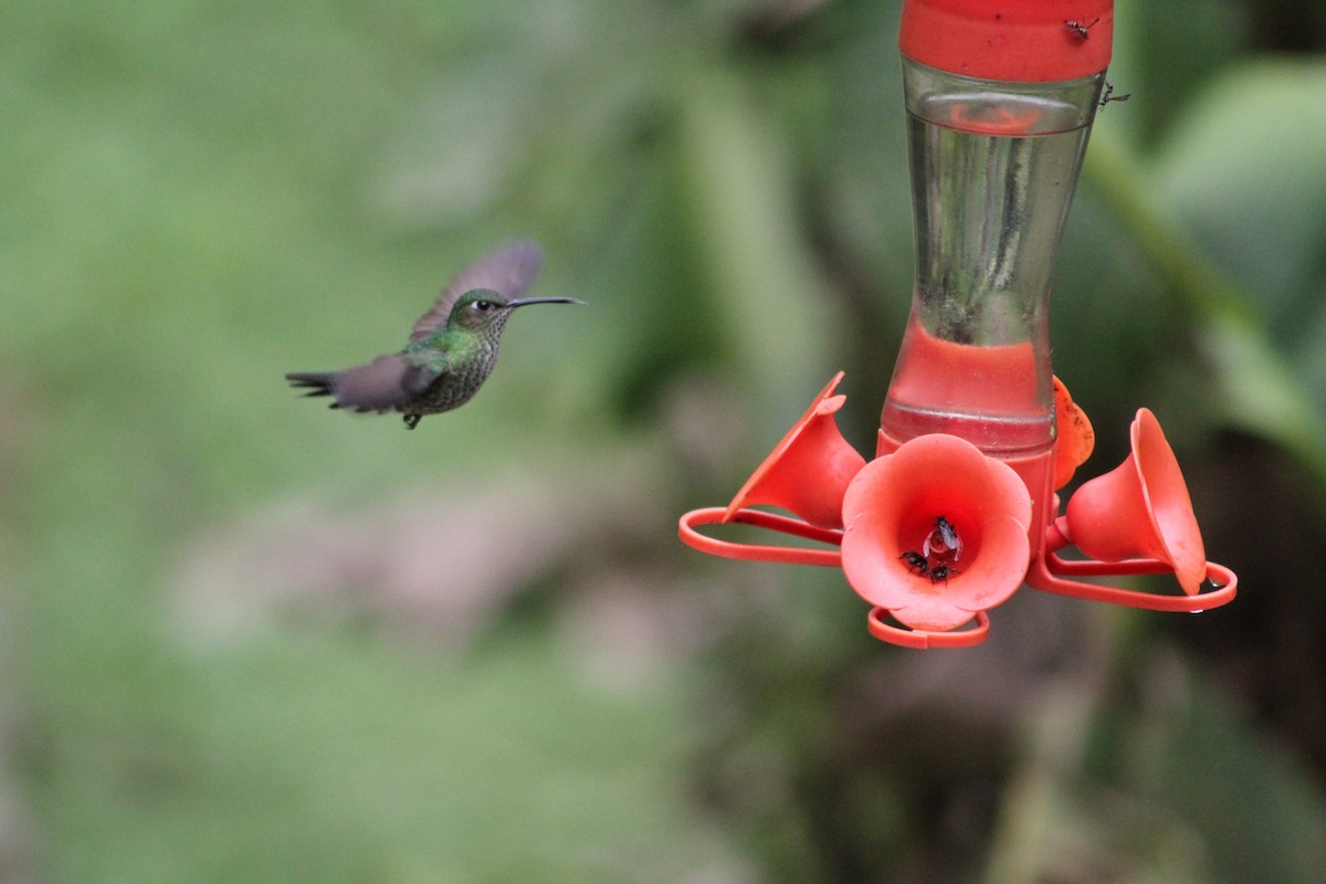 Many-spotted Hummingbird - ML625344719