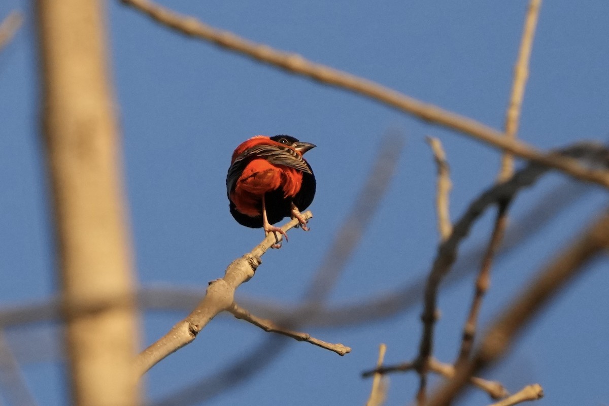 Northern Red Bishop - ML625344772