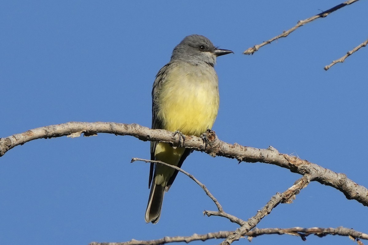 Cassin's Kingbird - ML625344783