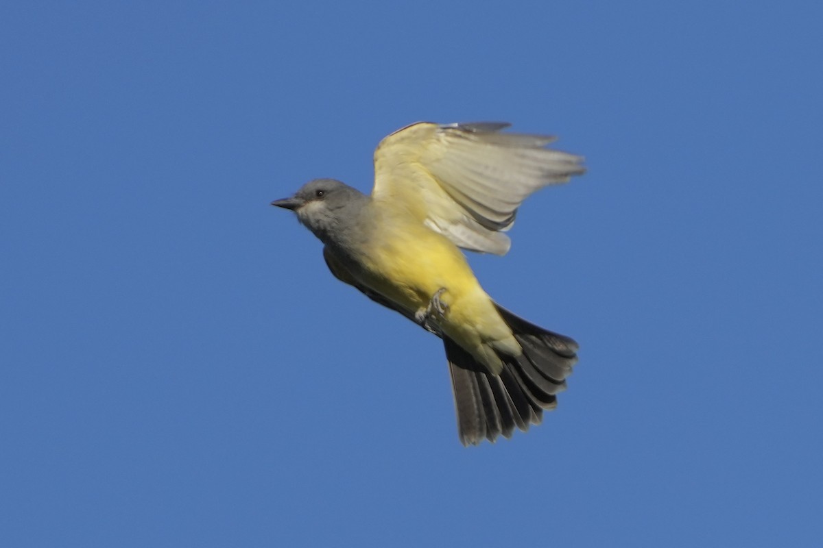 Cassin's Kingbird - ML625344784