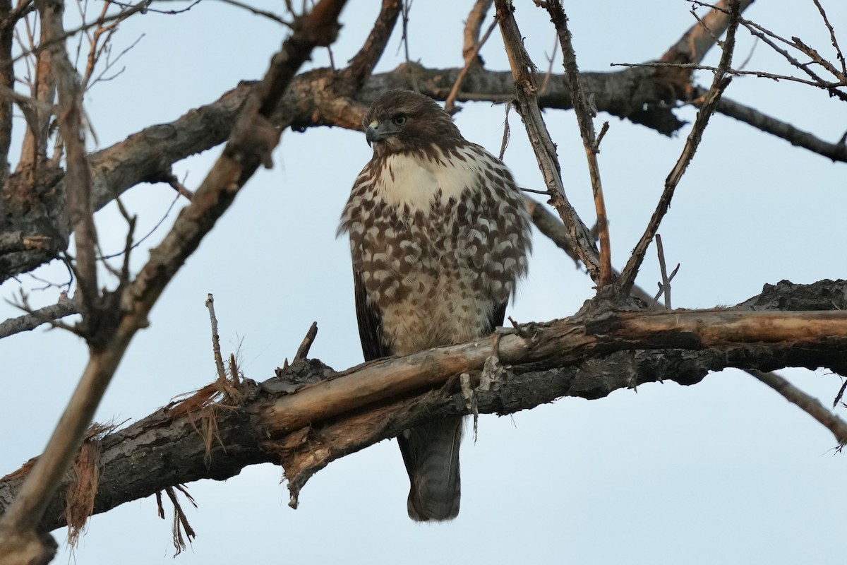 Red-tailed Hawk - ML625344792