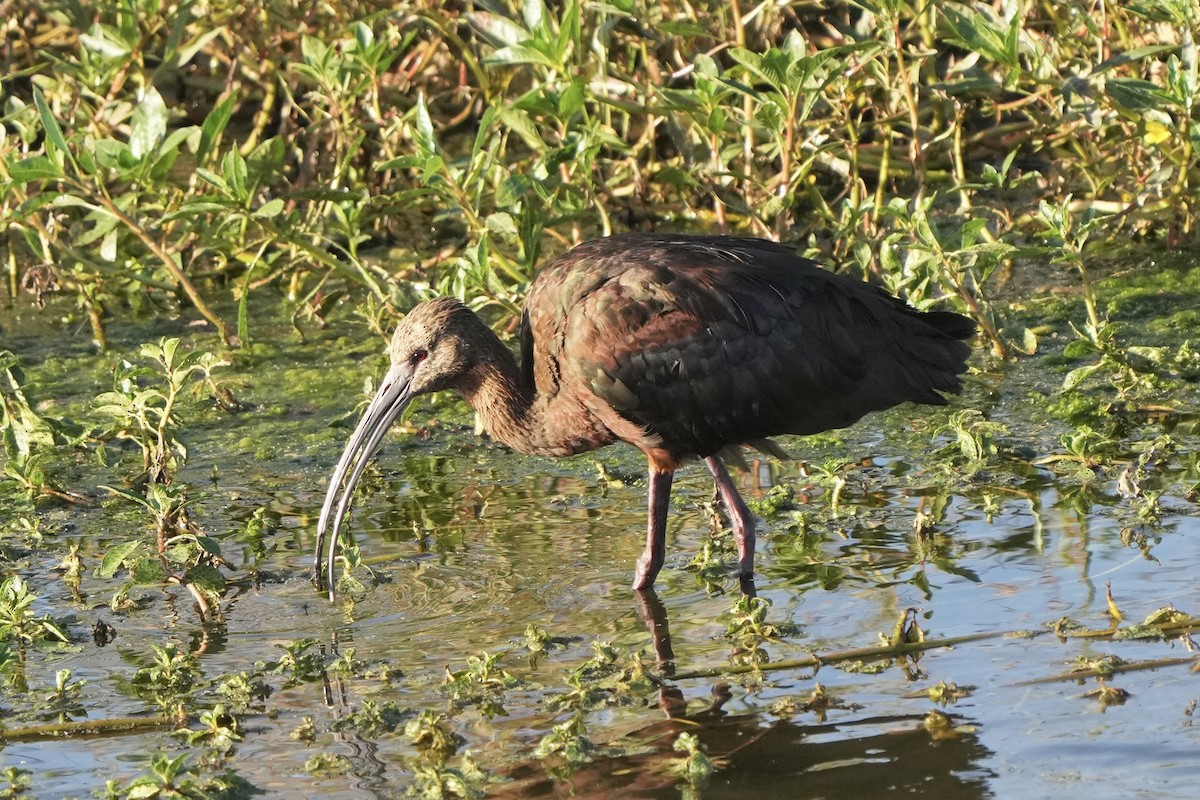 White-faced Ibis - ML625344817