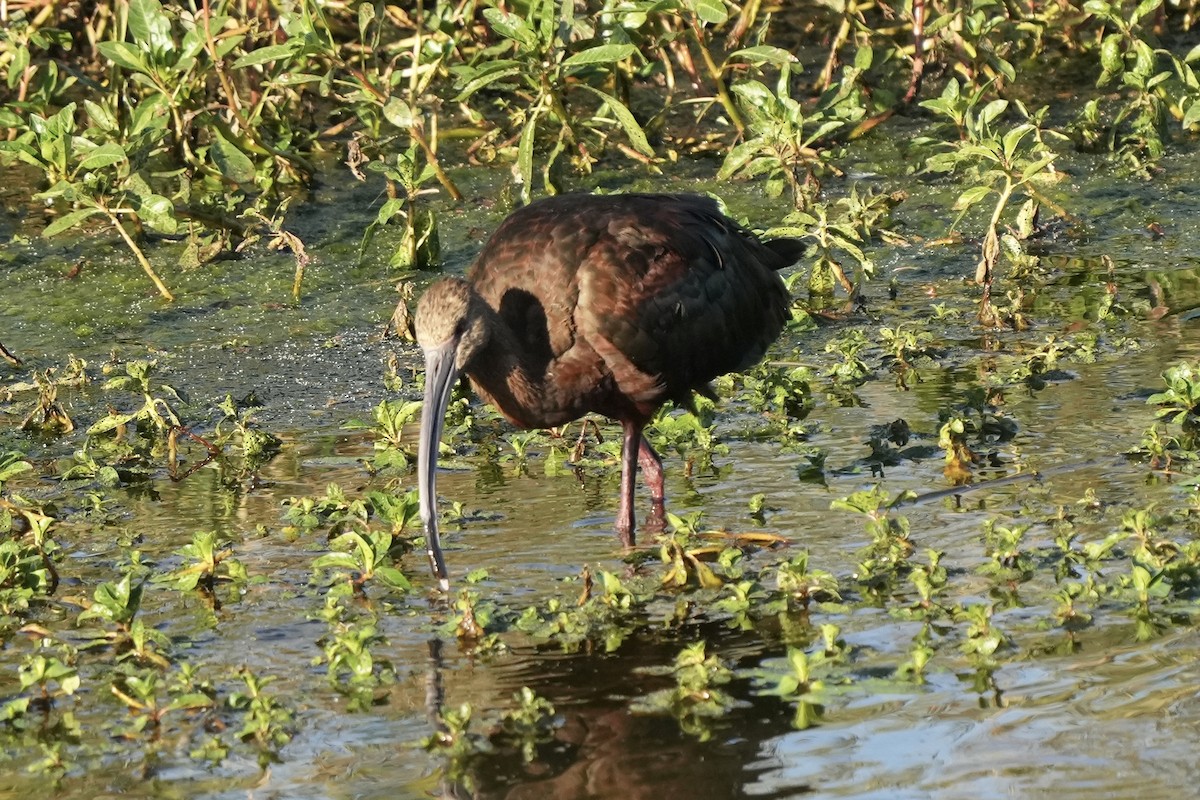 White-faced Ibis - ML625344818