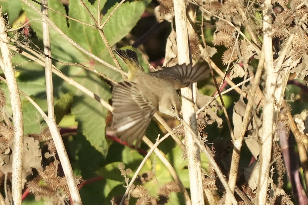 סבכון חום-כיפה - ML625344822