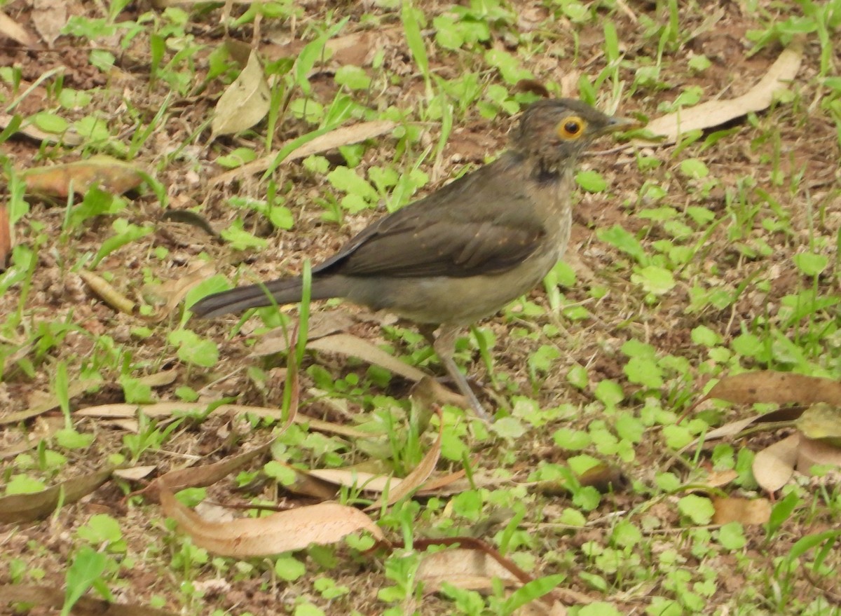 Spectacled Thrush - ML625344991