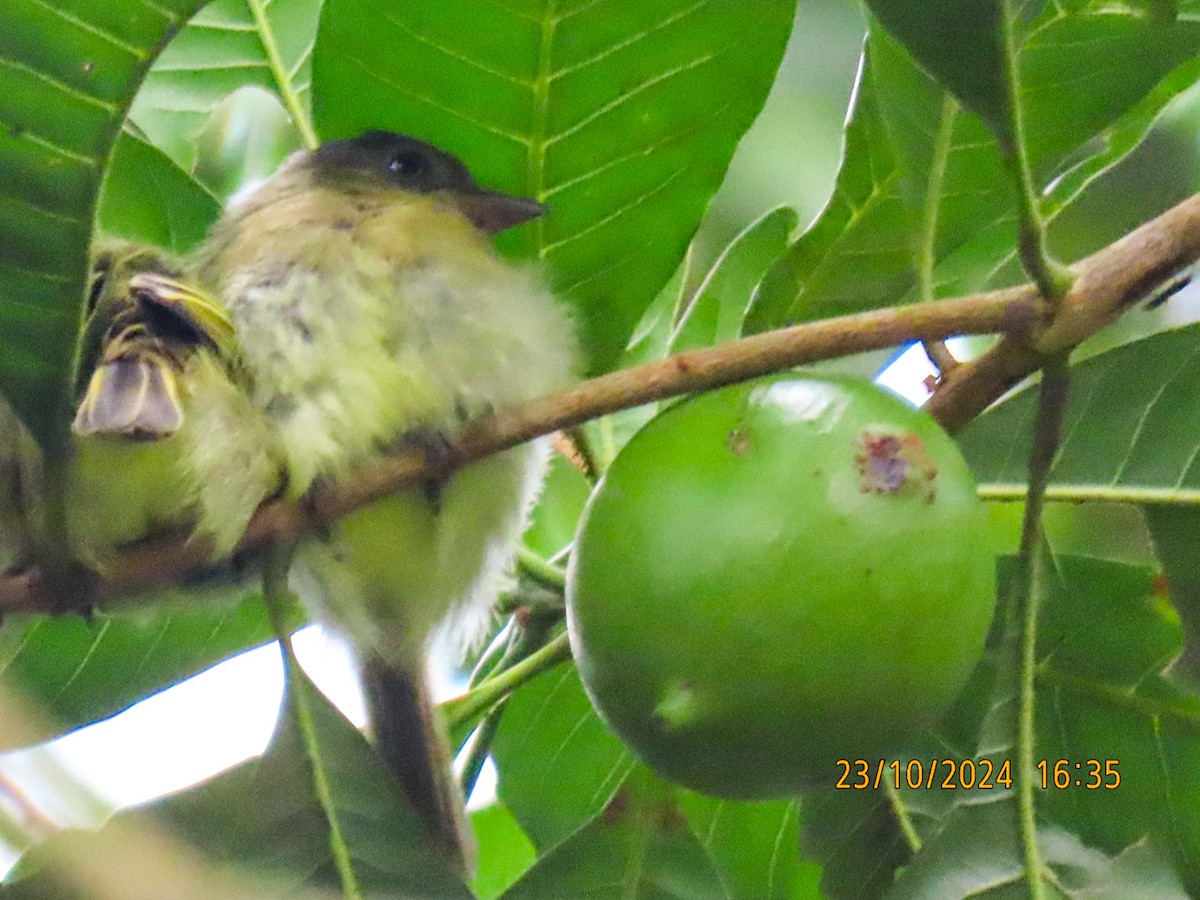 Orange-eyed Flatbill - ML625345129