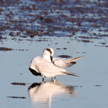 Gull-billed/Australian Tern - ML625345208