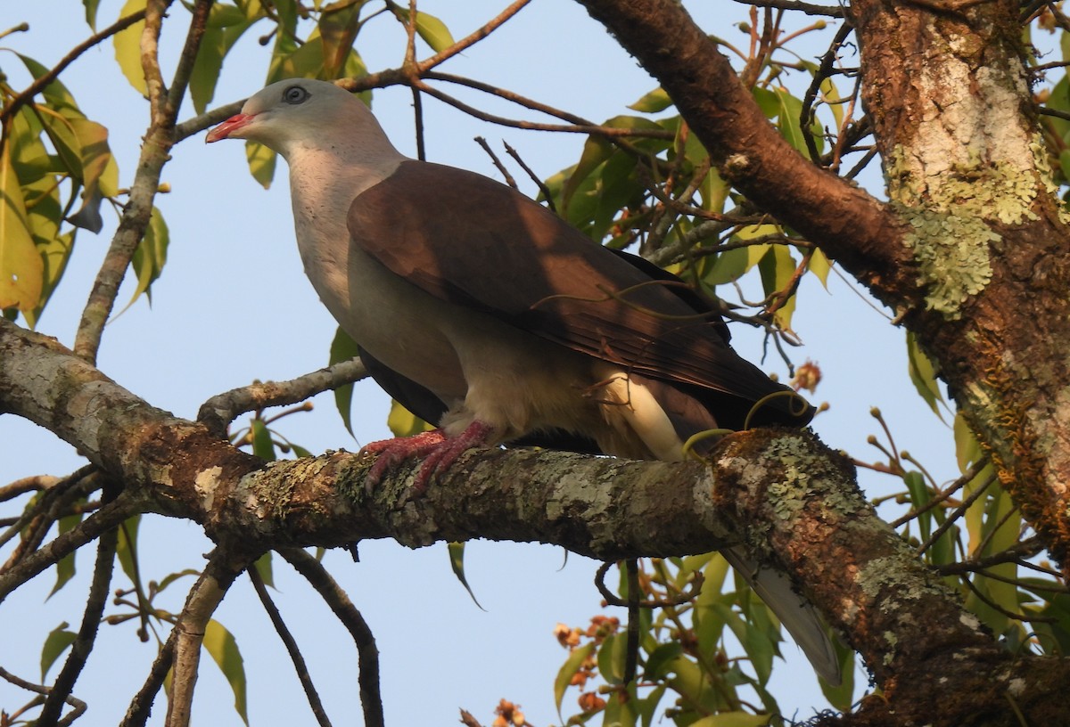 Mountain Imperial-Pigeon - ML625345265