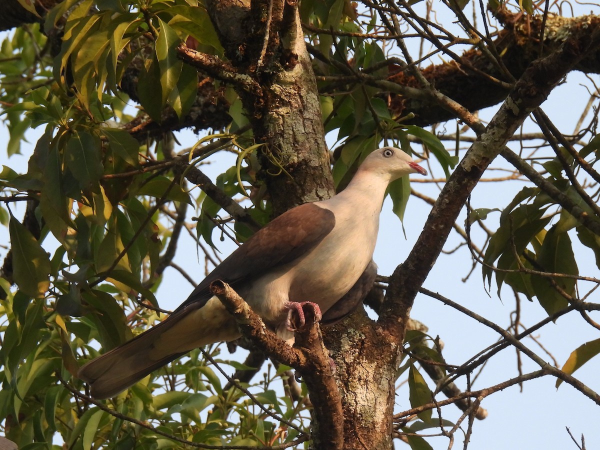 Mountain Imperial-Pigeon - Diane Bricmont