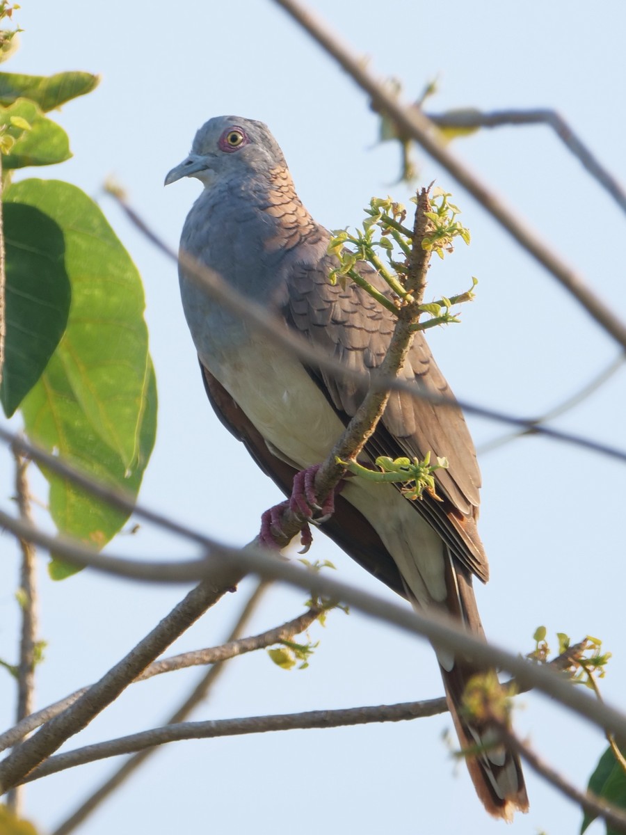 Bar-shouldered Dove - ML625345279