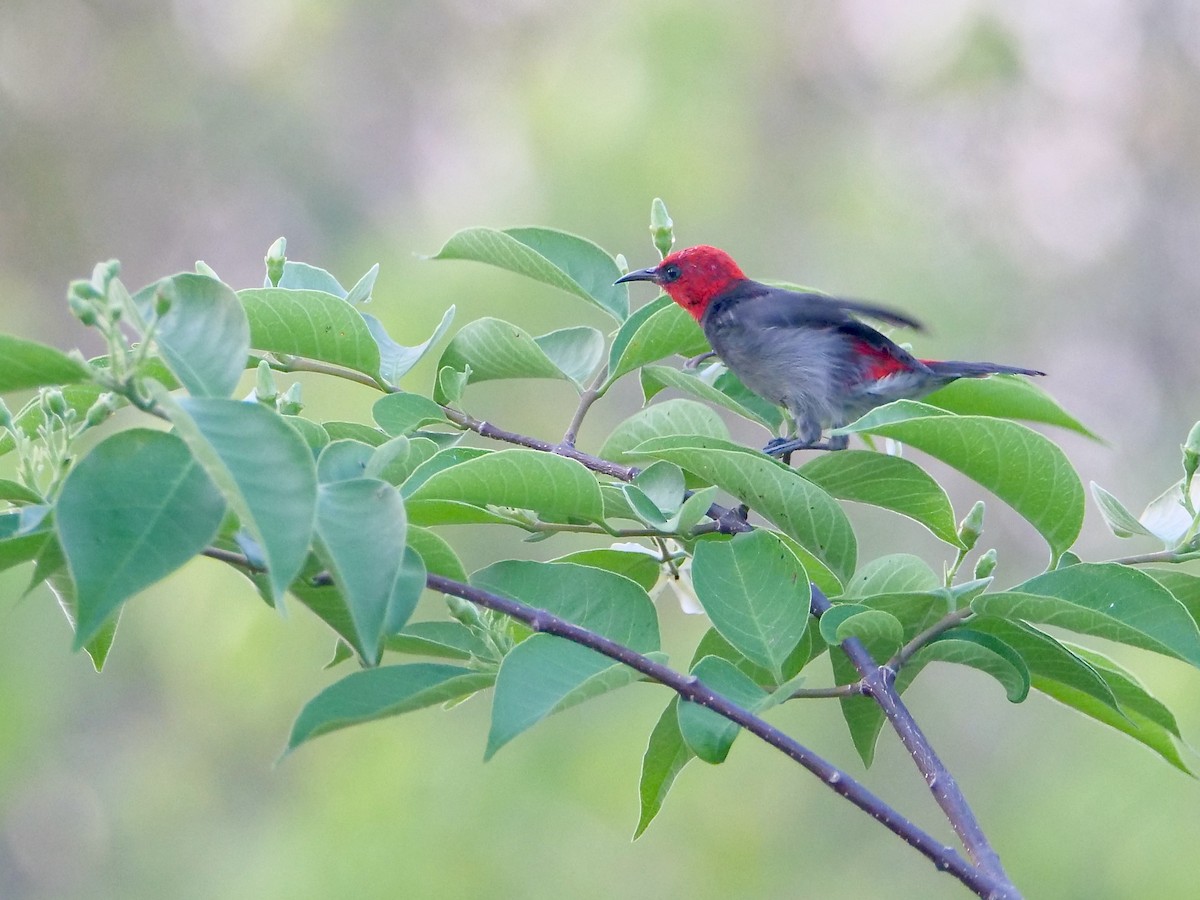 Red-headed Myzomela - ML625345298