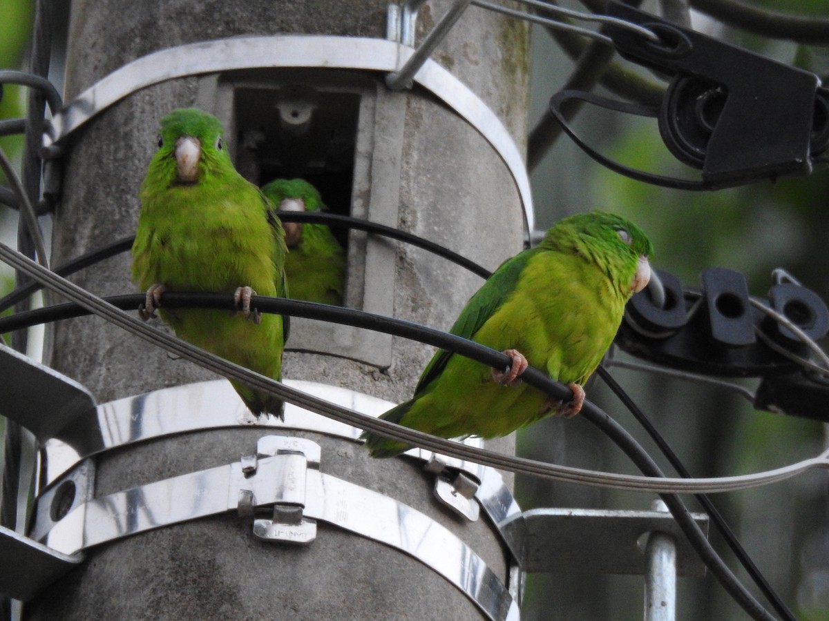 Riparian Parrotlet - ML625345317