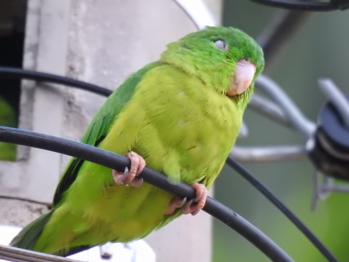 Riparian Parrotlet - ML625345340