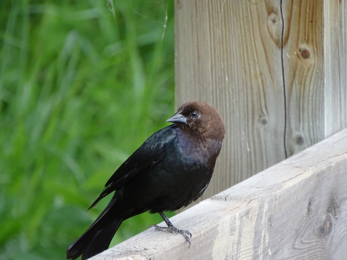 Brown-headed Cowbird - ML625345403