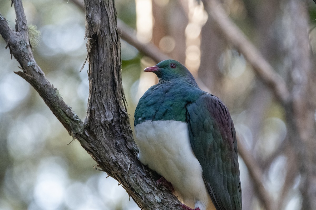 New Zealand Pigeon - James Petersen