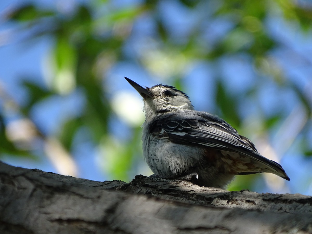 White-breasted Nuthatch - ML625345467