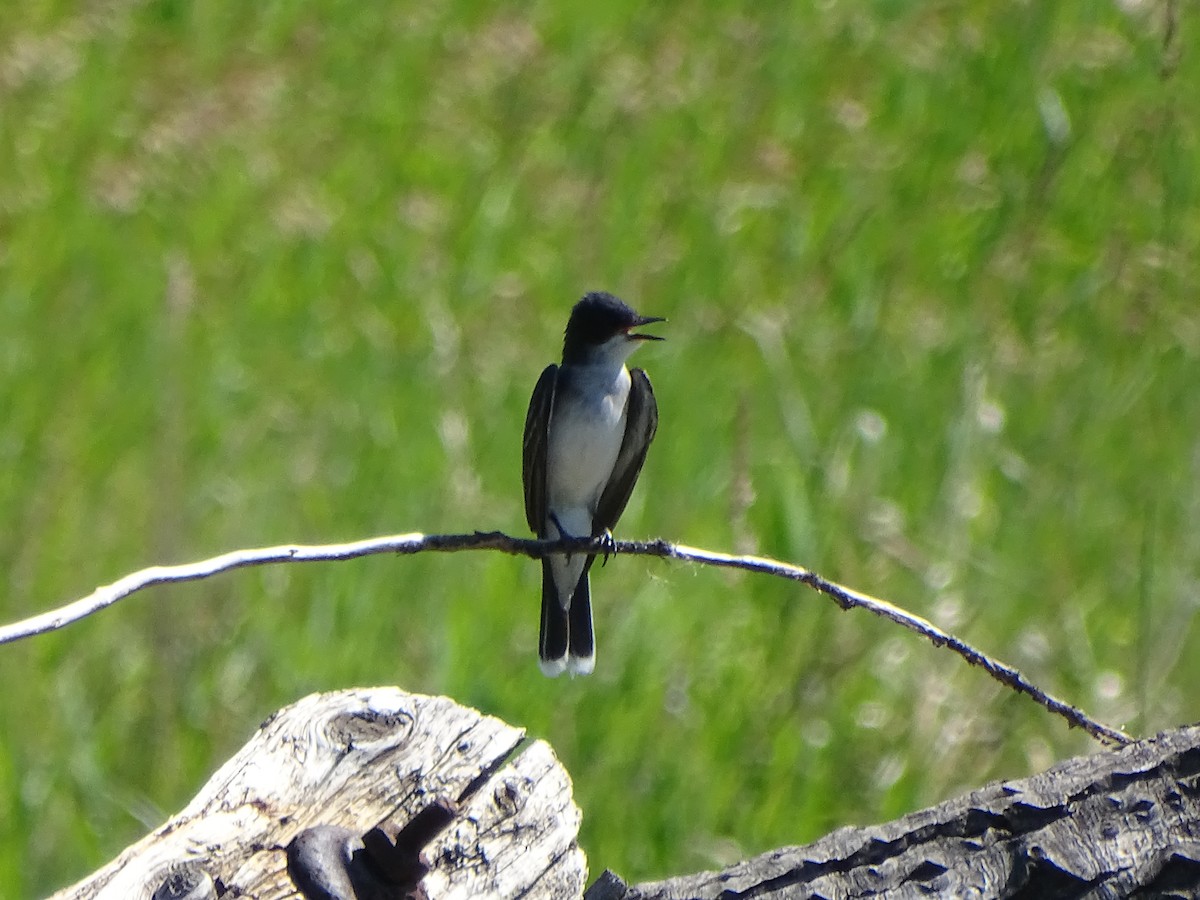 Eastern Kingbird - ML625345483