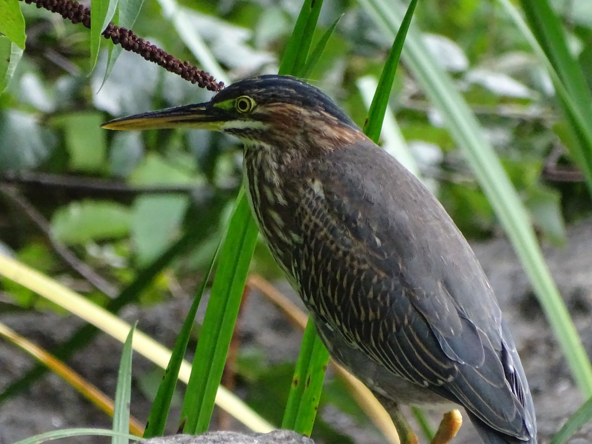 Green Heron - ML625345519