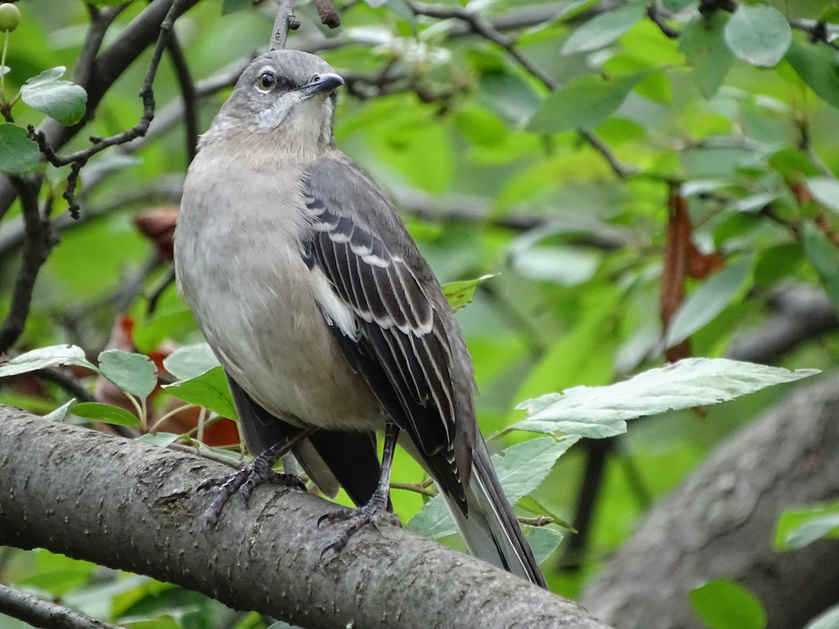 Northern Mockingbird - ML625345543