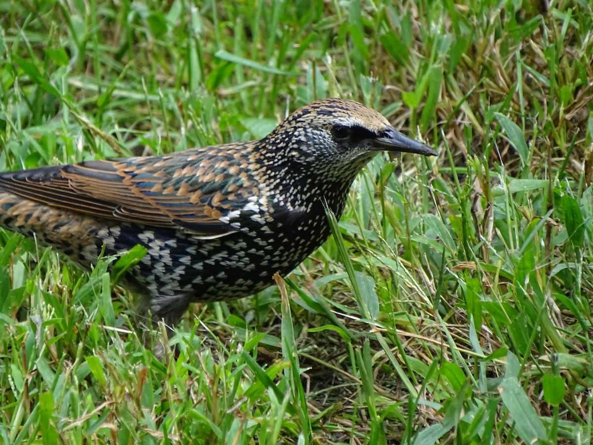 European Starling - ML625345567