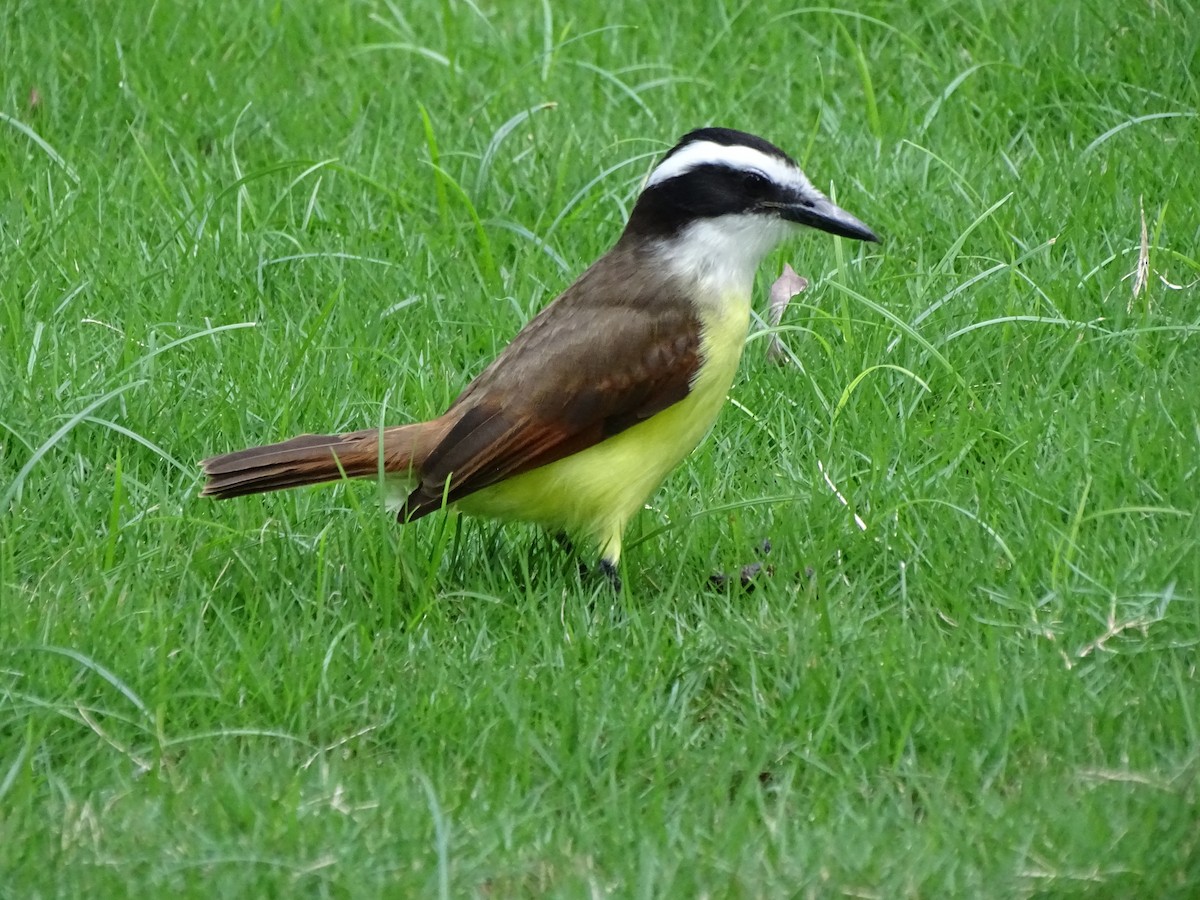 Great Kiskadee - ML625345639