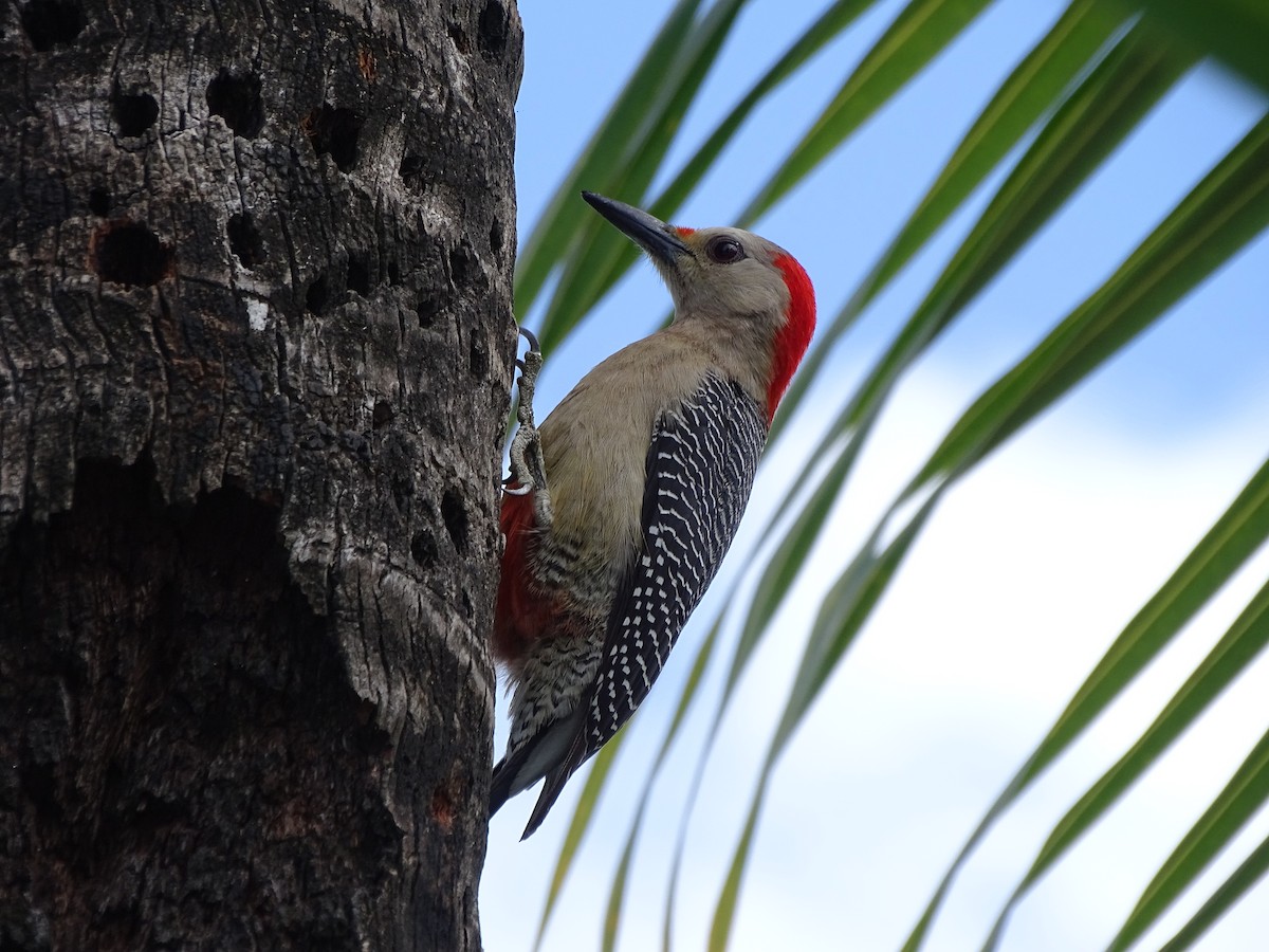 Golden-fronted Woodpecker - ML625345657