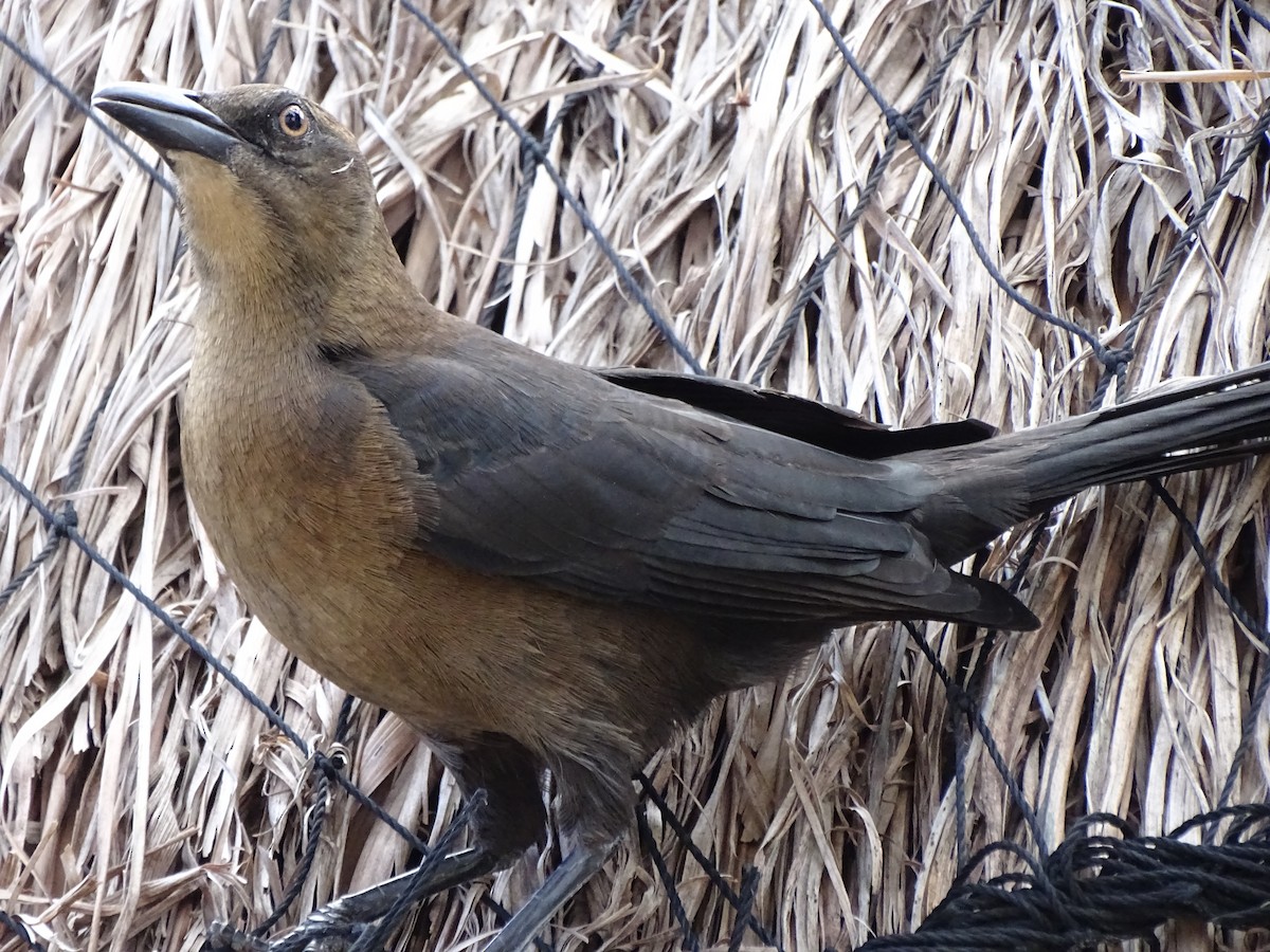 Great-tailed Grackle - ML625345678