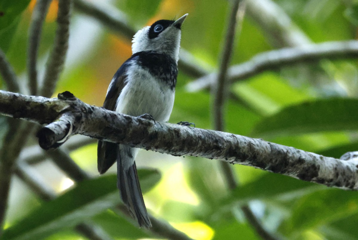 Pied Monarch - ML625345685