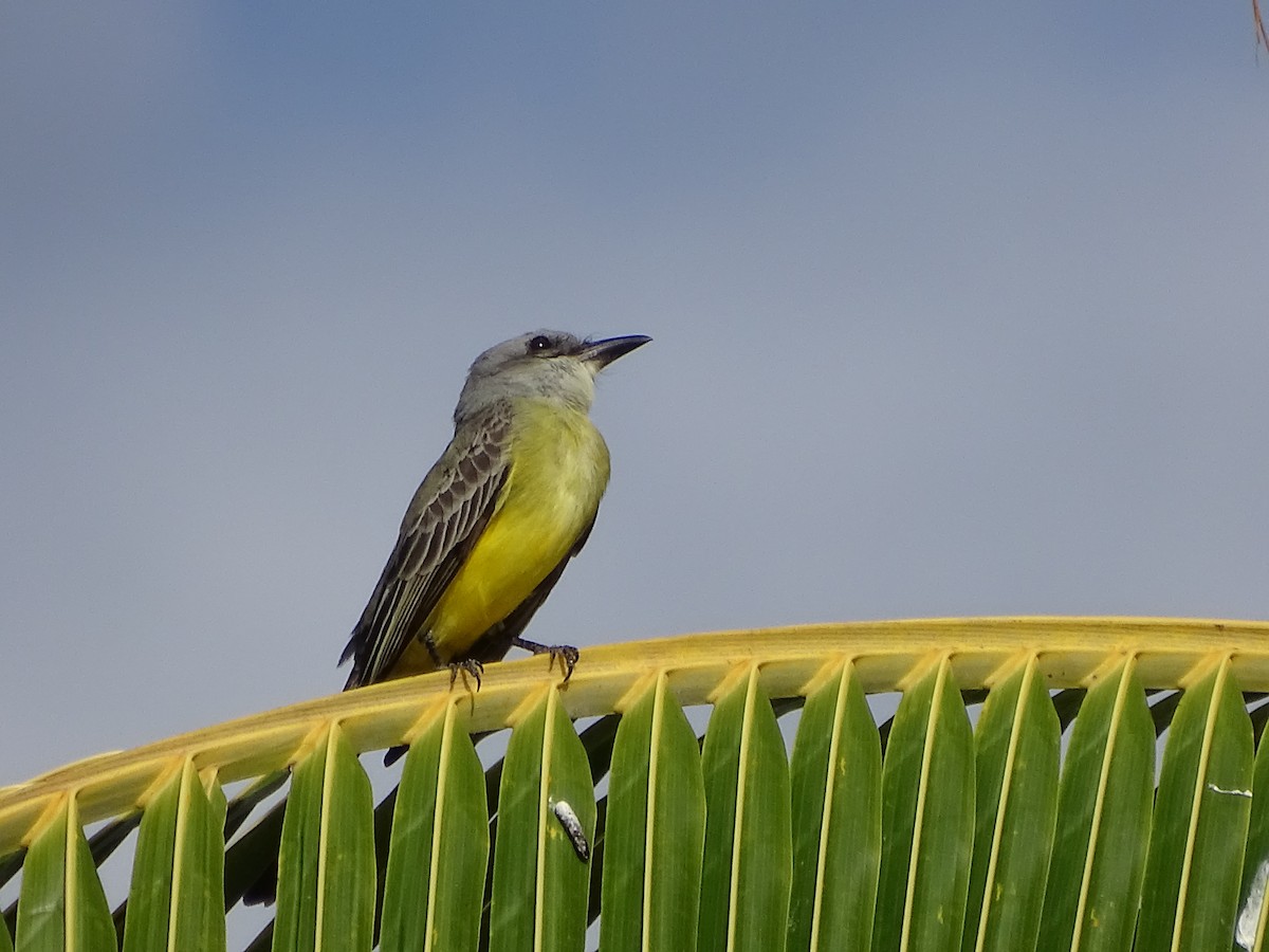 Tropical Kingbird - ML625345703