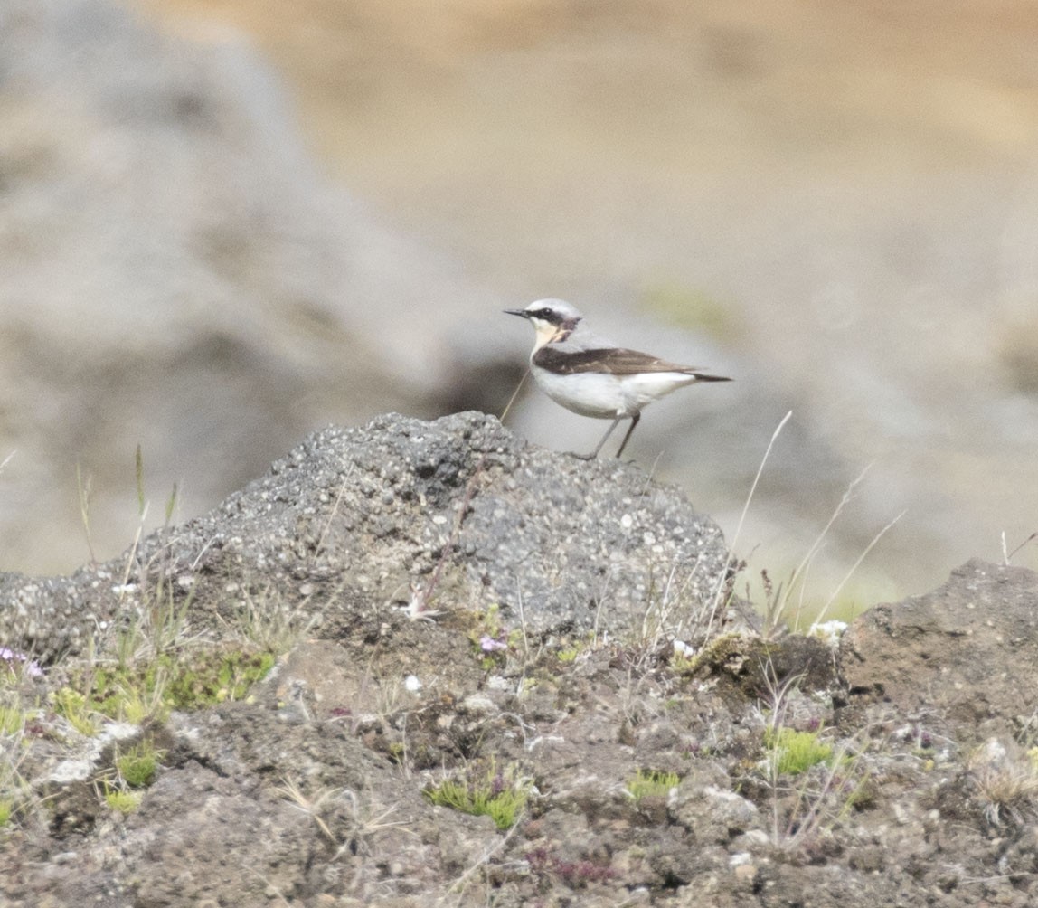 Northern Wheatear - ML62534571