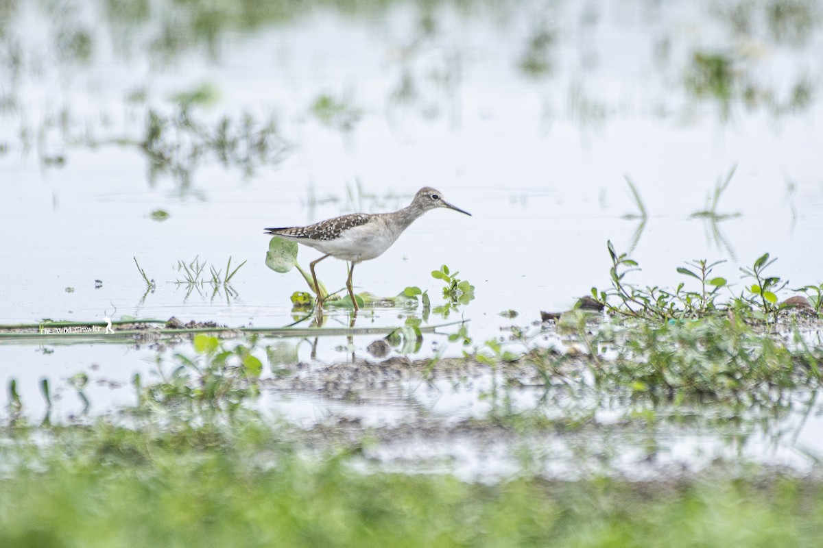 Wood Sandpiper - ML625345719