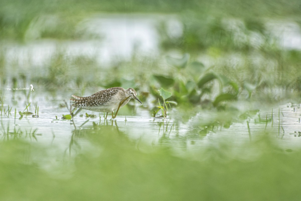 Wood Sandpiper - ML625345720