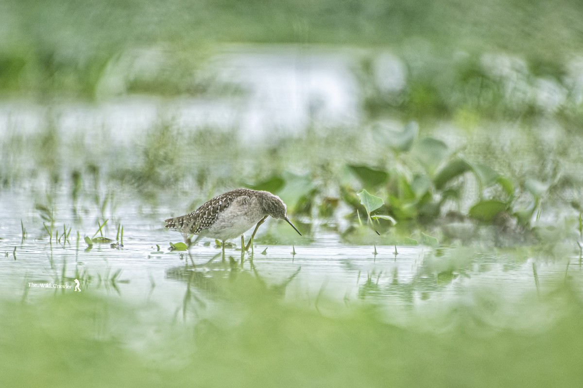 Wood Sandpiper - Abhijith s