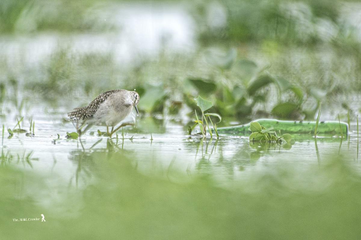 Wood Sandpiper - ML625345722