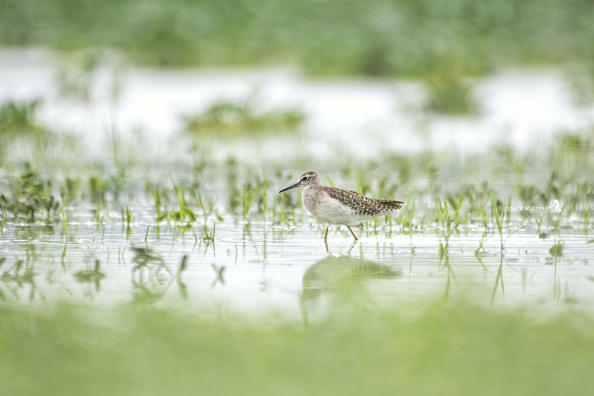 Wood Sandpiper - ML625345724