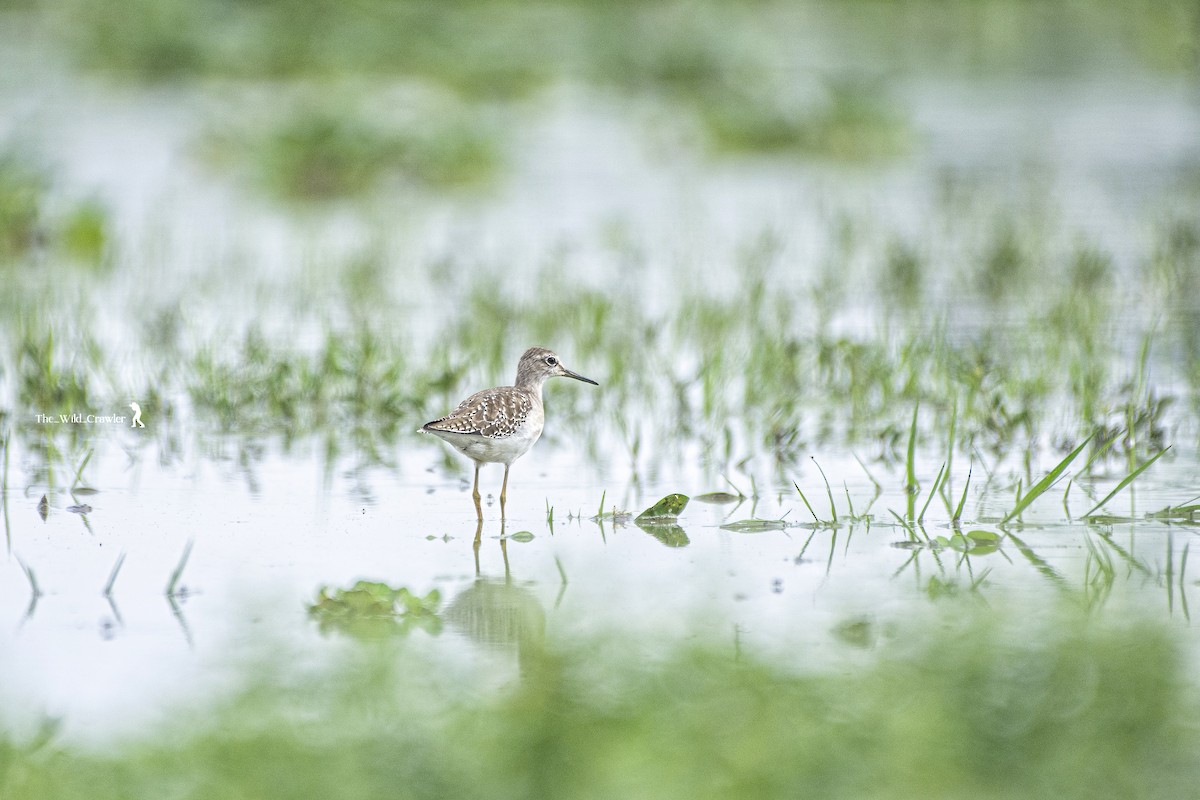 Wood Sandpiper - ML625345725