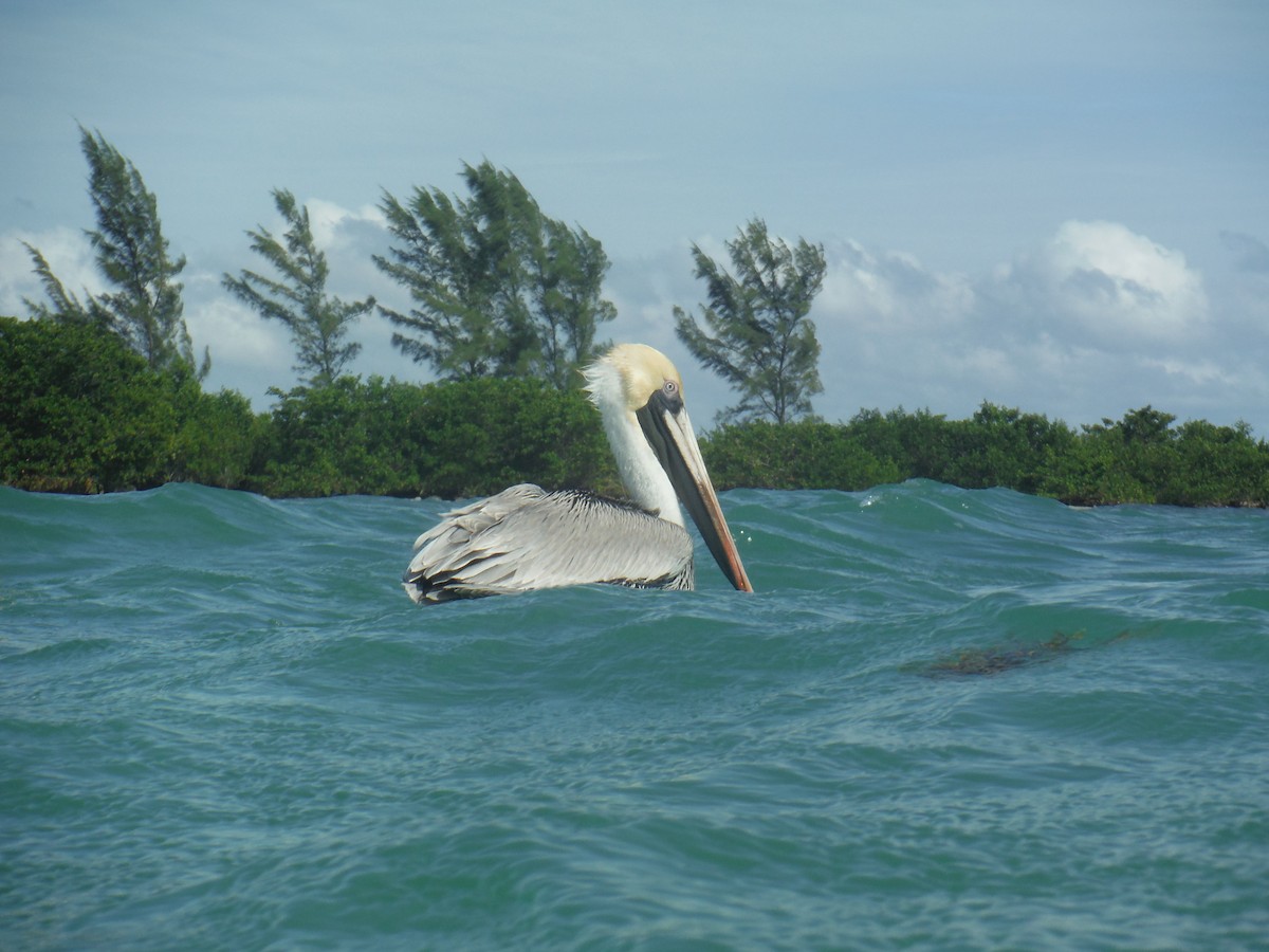 Brown Pelican - ML625345844