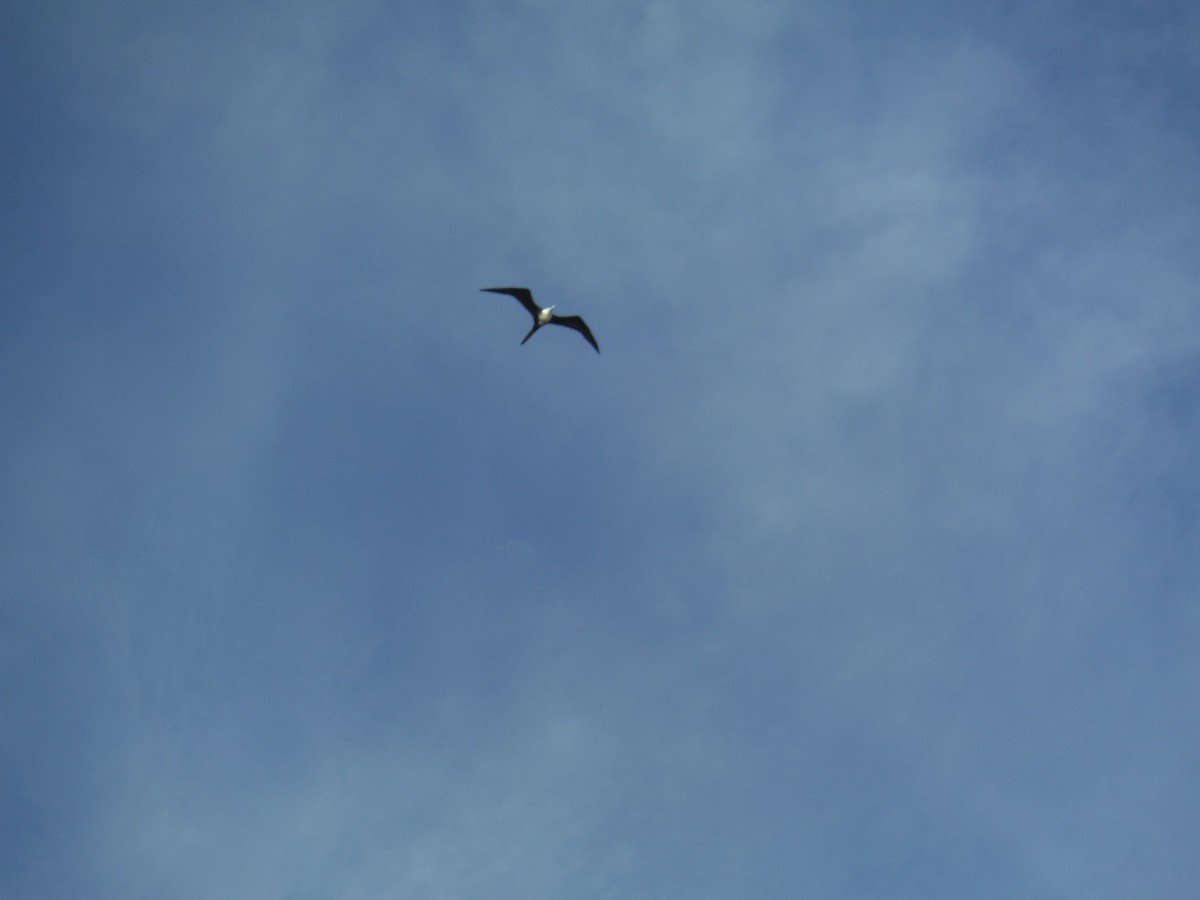 Magnificent Frigatebird - ML625345854