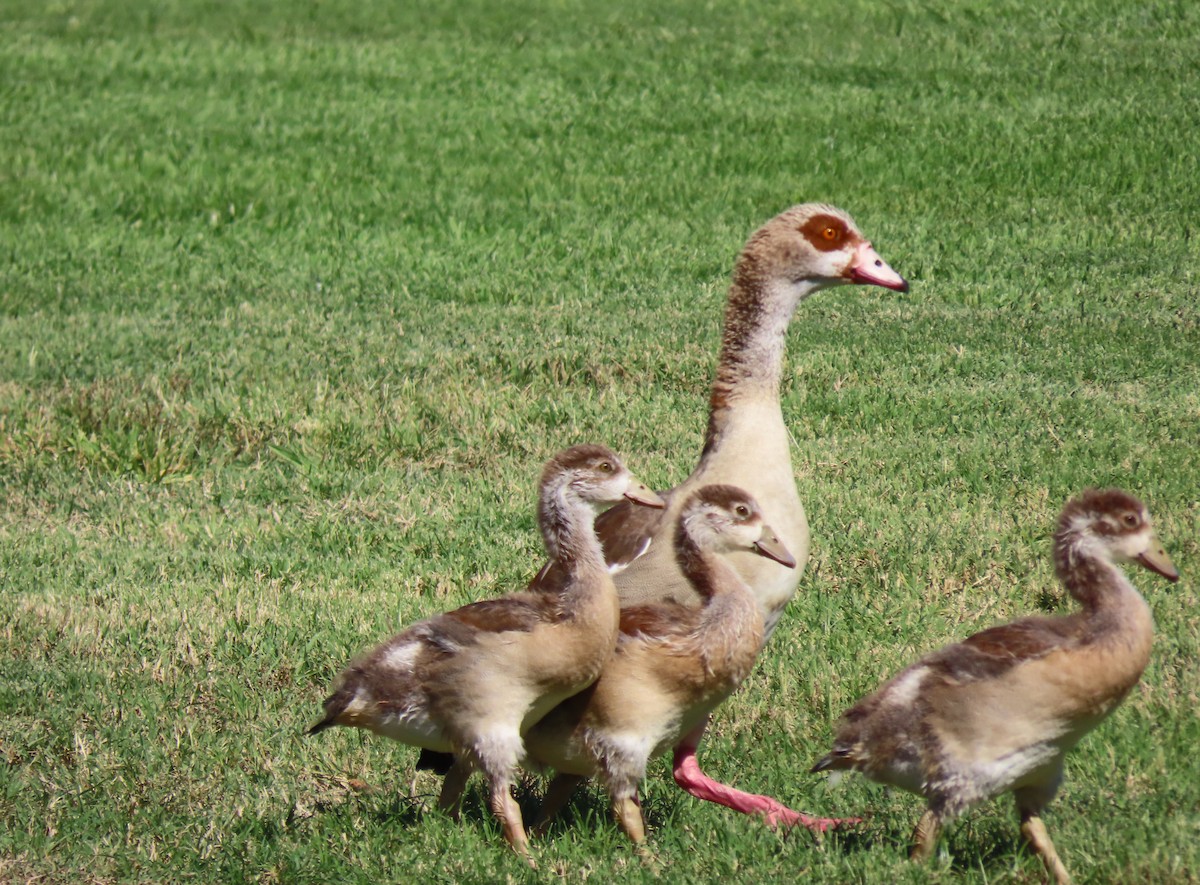 Nilgans - ML625345876