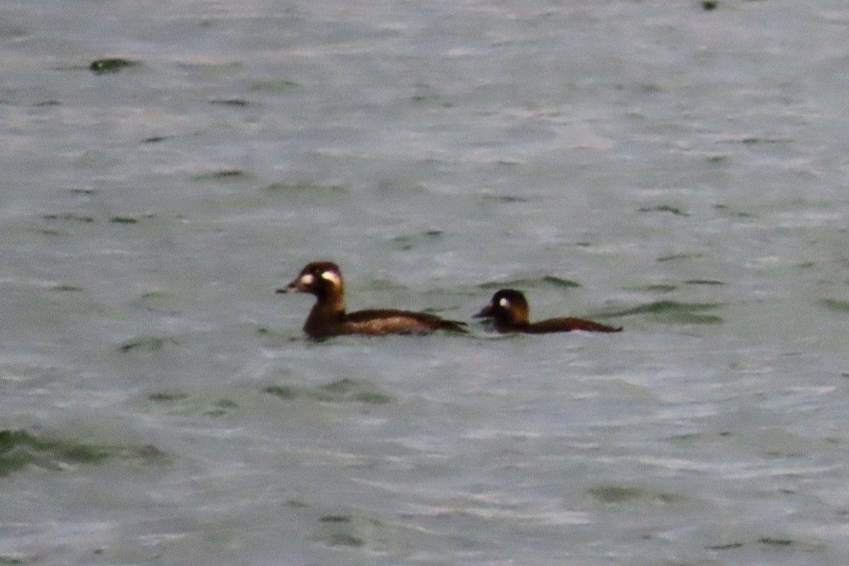 White-winged Scoter - ML625345920