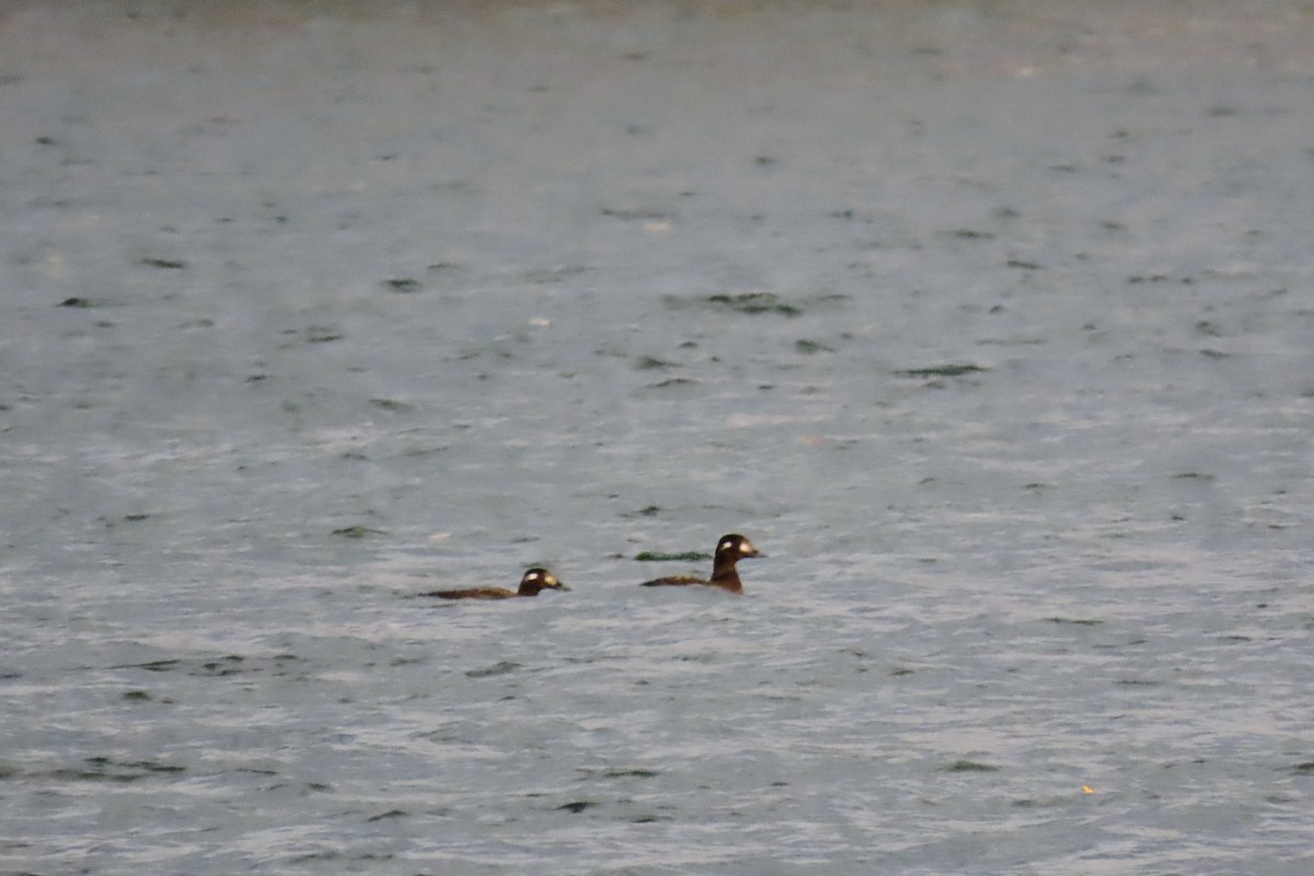 White-winged Scoter - ML625345921