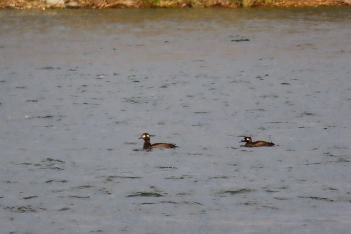 White-winged Scoter - ML625345922