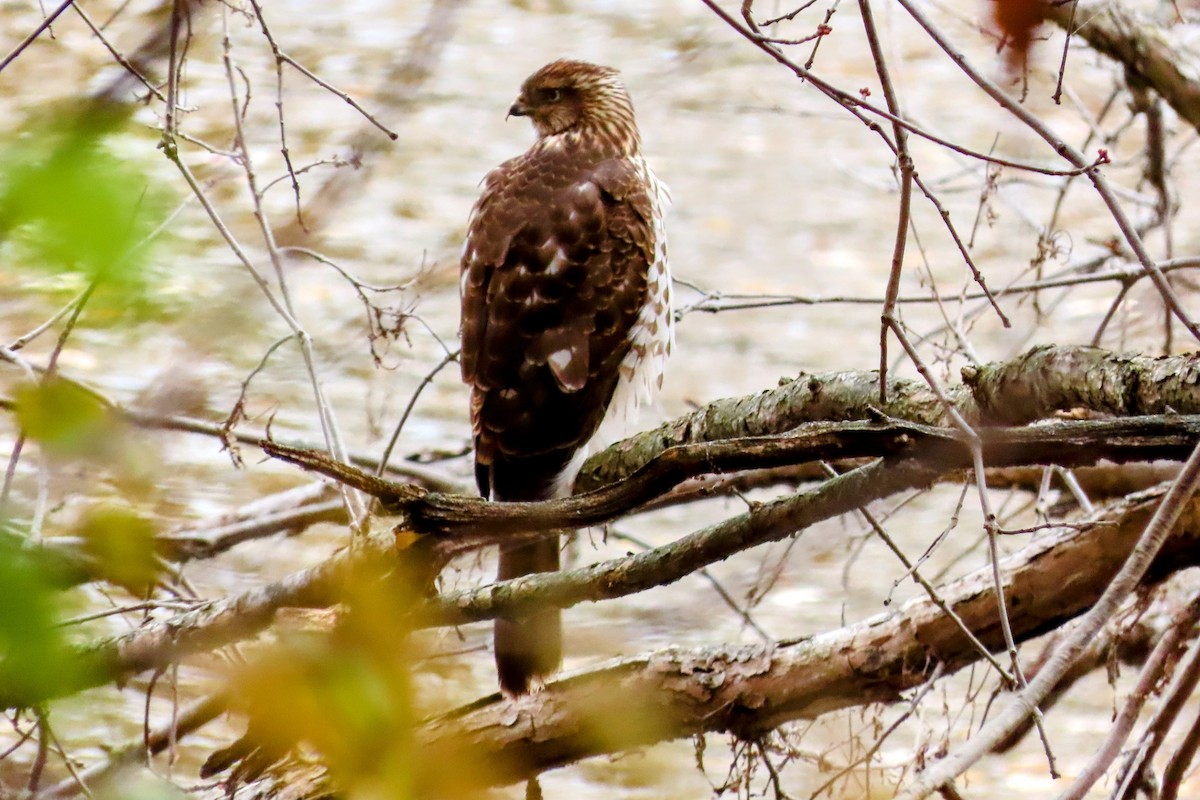 Cooper's Hawk - ML625345937