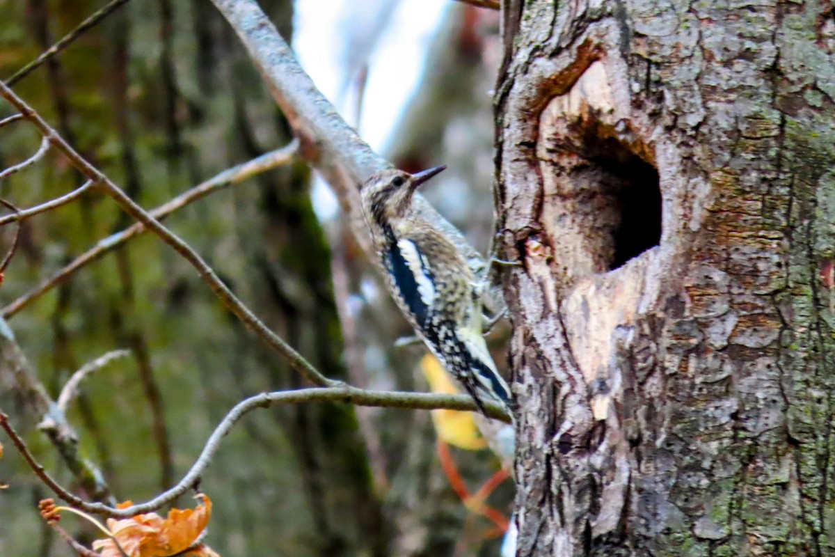 Yellow-bellied Sapsucker - ML625345945