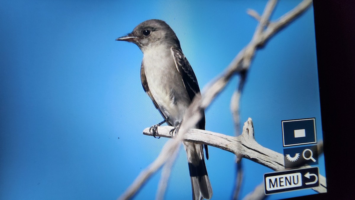 Western Wood-Pewee - ML625345948