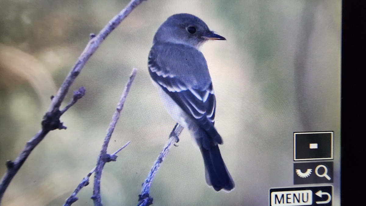 Western Wood-Pewee - ML625345949