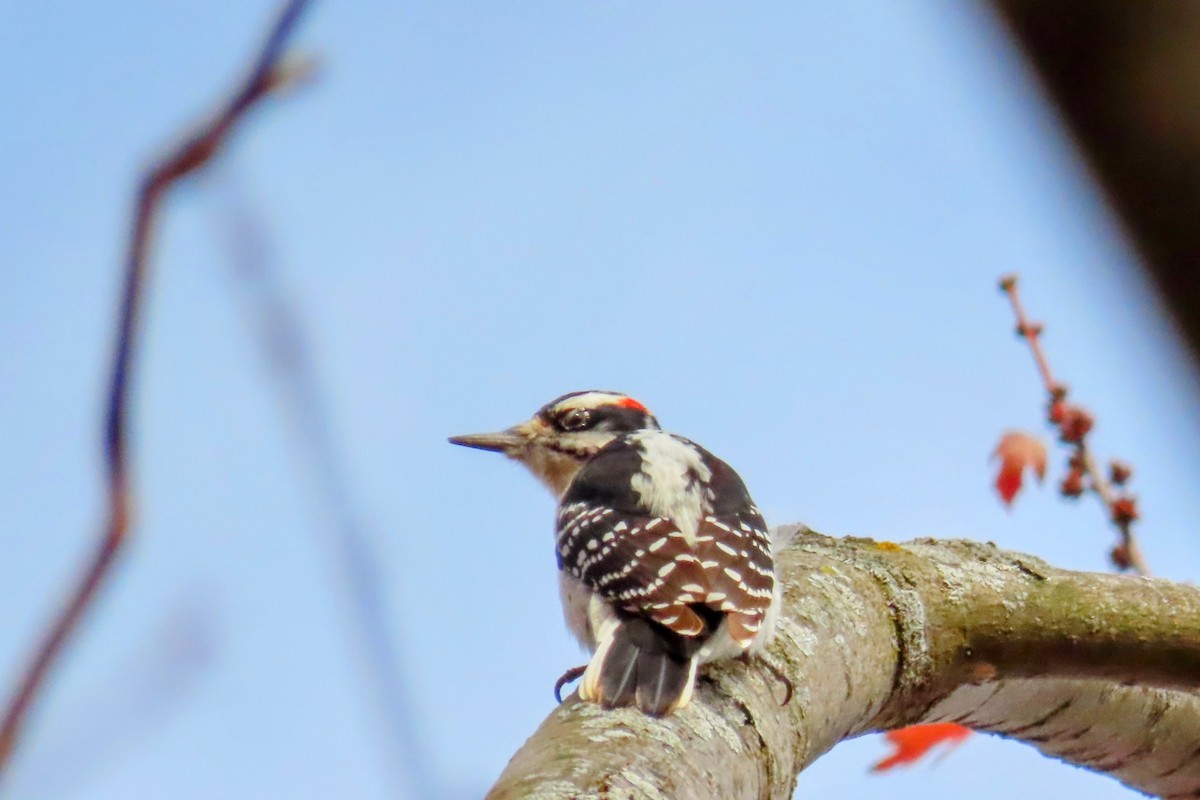 Hairy Woodpecker - ML625345954