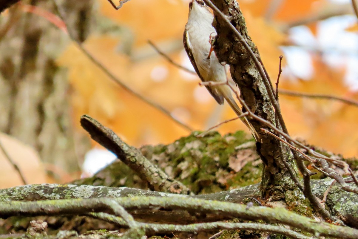 Brown Creeper - ML625345964