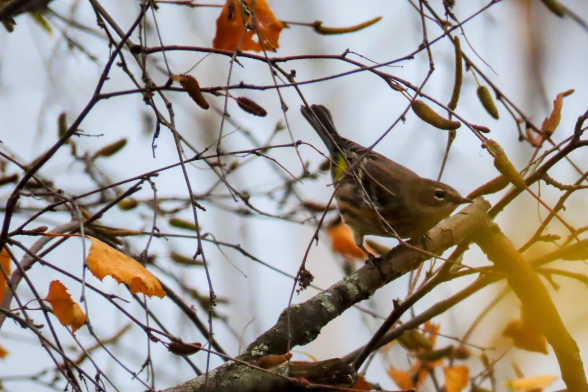 Yellow-rumped Warbler - ML625345984